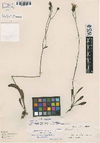 Image of Hieracium mapirense