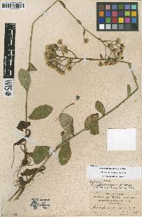 Image of Hieracium melastomoides