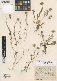 Layia chrysanthemoides subsp. maritima image
