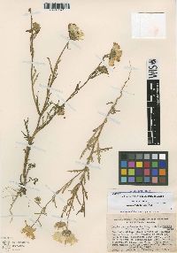 Layia pentachaeta subsp. albida image