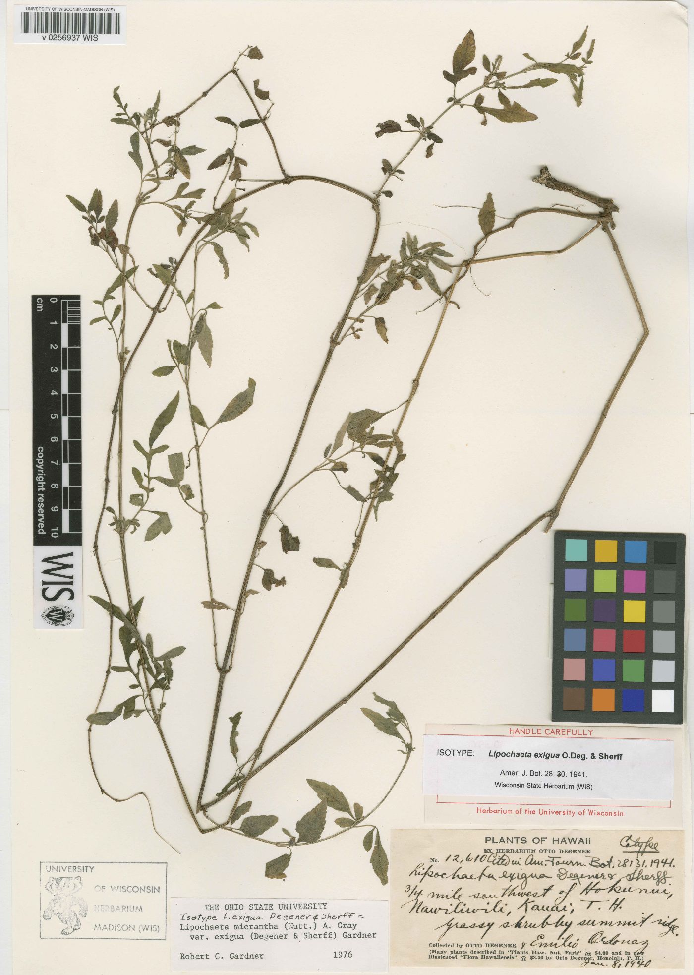 Lipochaeta micrantha var. exigua image