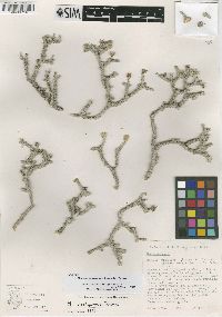 Machaeranthera restiformis image