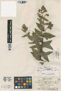 Railliardia platyphylla var. trillioidea image