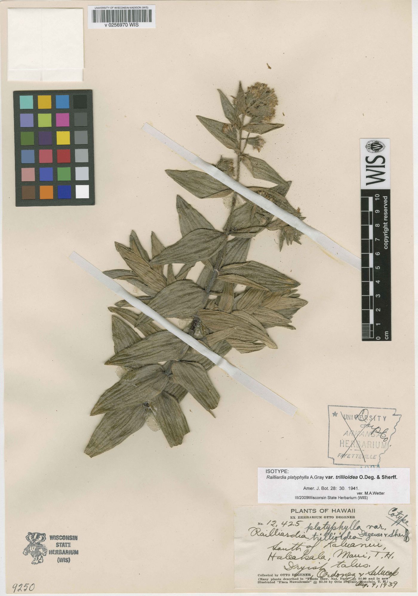 Railliardia platyphylla var. trillioidea image