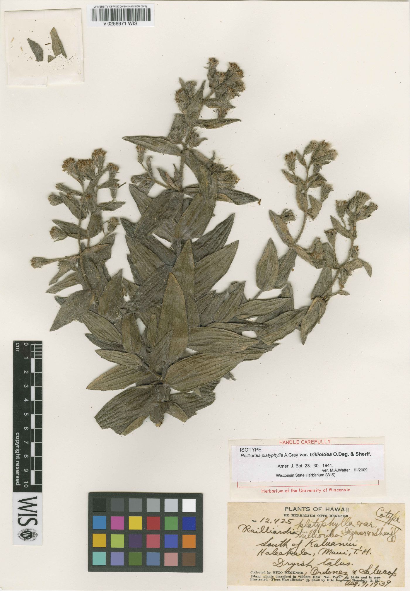 Railliardia platyphylla image