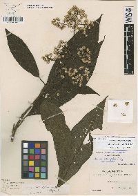 Dendrophorbium tabacifolium image