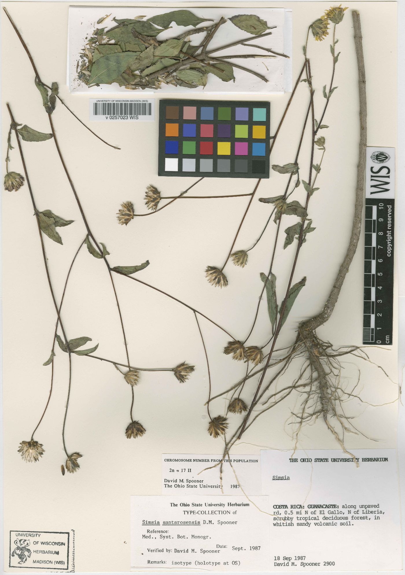Simsia santarosensis image