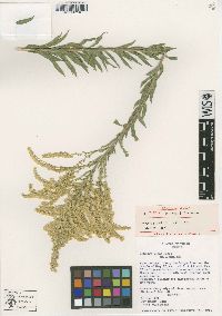 Solidago juliae image