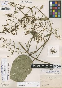 Image of Mikania dioscoreoides