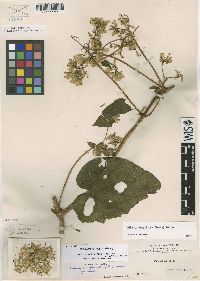 Mikania longiflora image