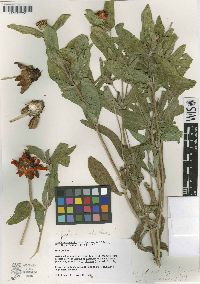 Image of Zinnia marylandica