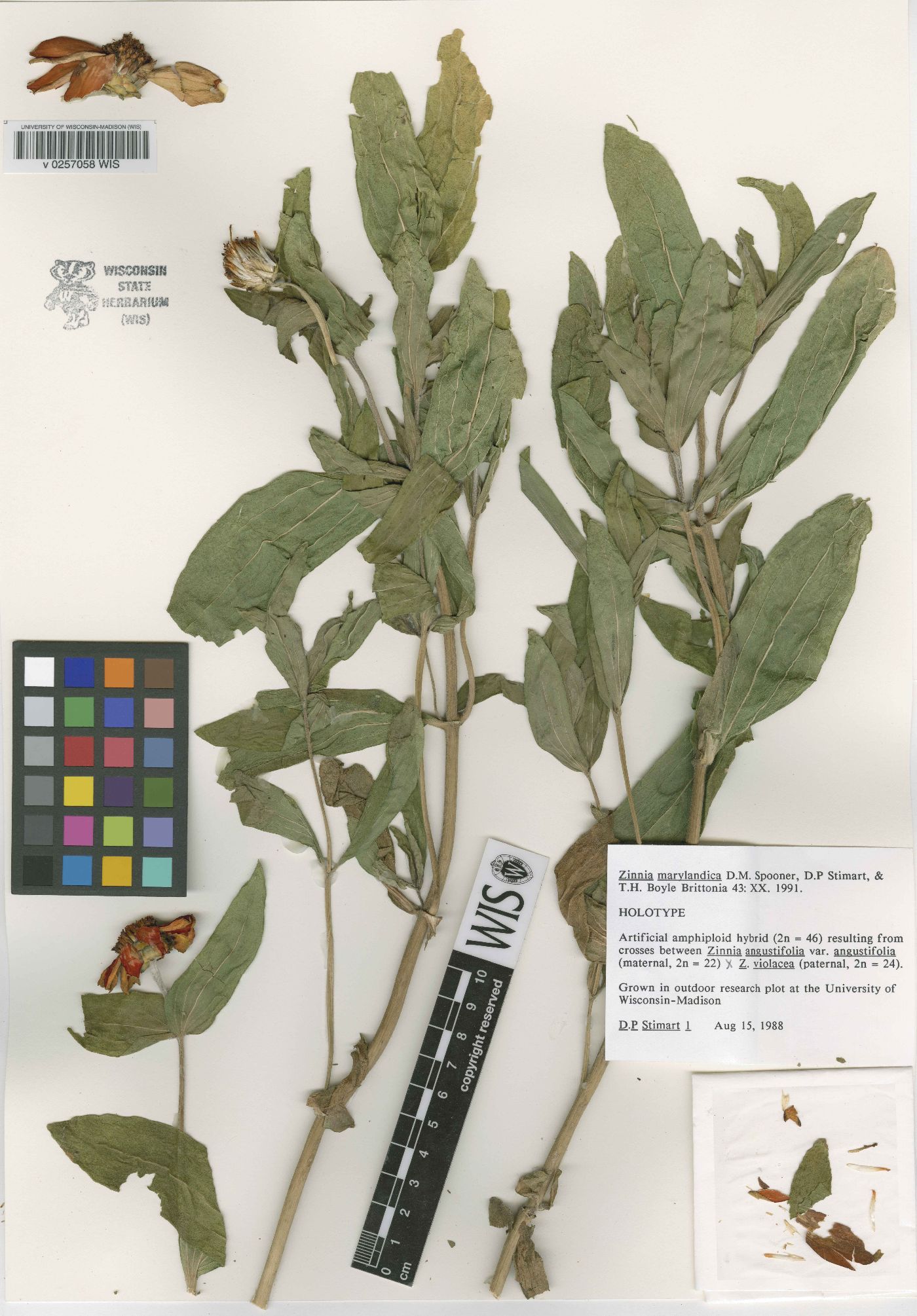 Zinnia marylandica image