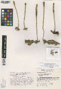 Lycopodiella iuliformis image