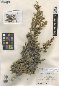 Juniperus scopulorum var. patens image