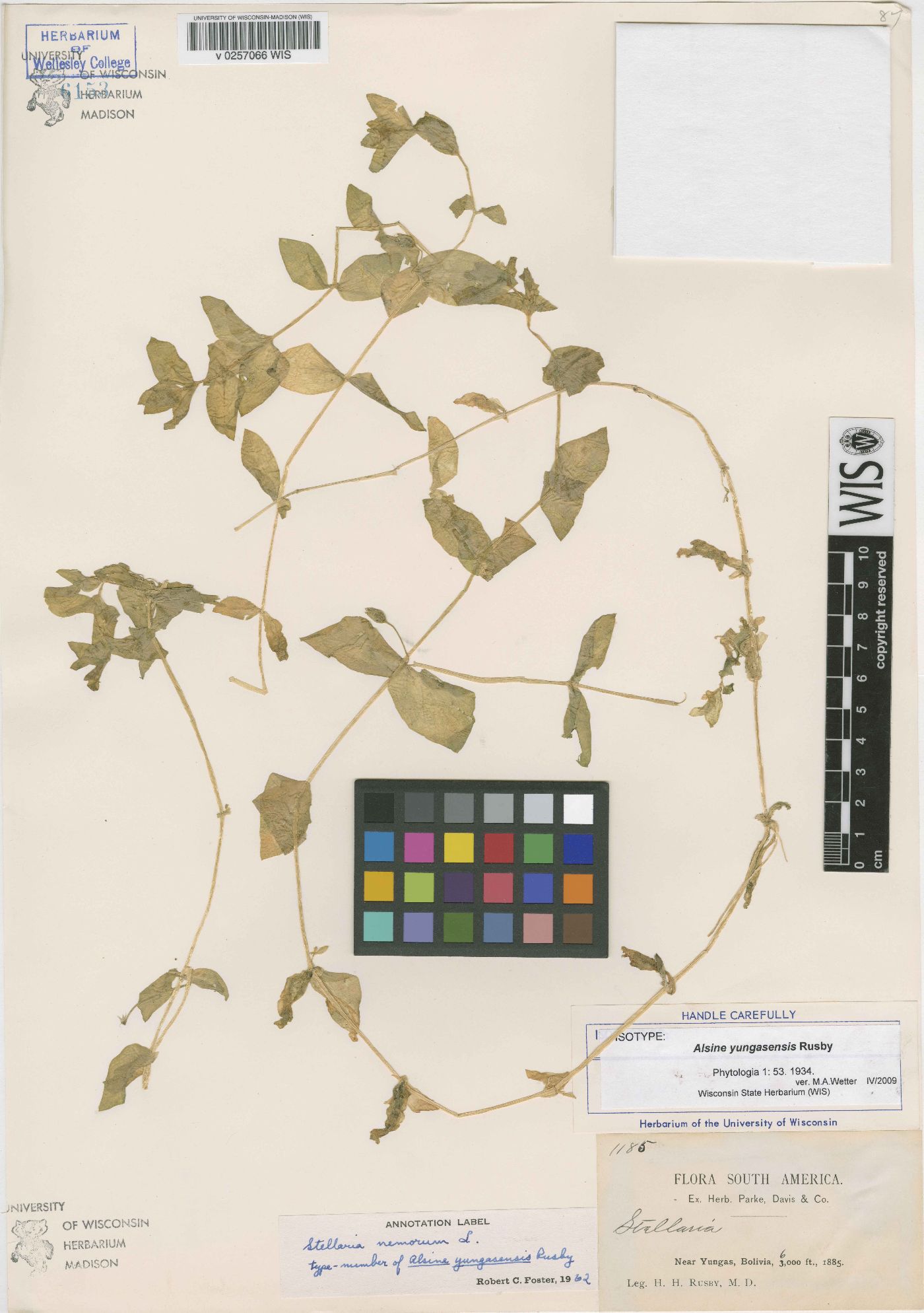 Stellaria nemorum image