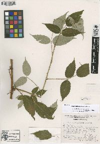 Rubus eriocarpus image