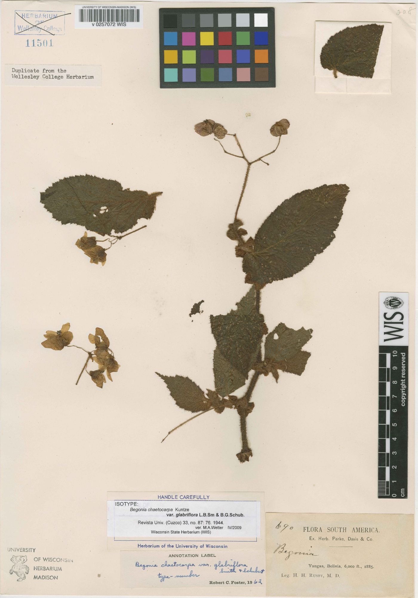 Begonia chaetocarpa image