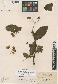 Image of Begonia chaetocarpa
