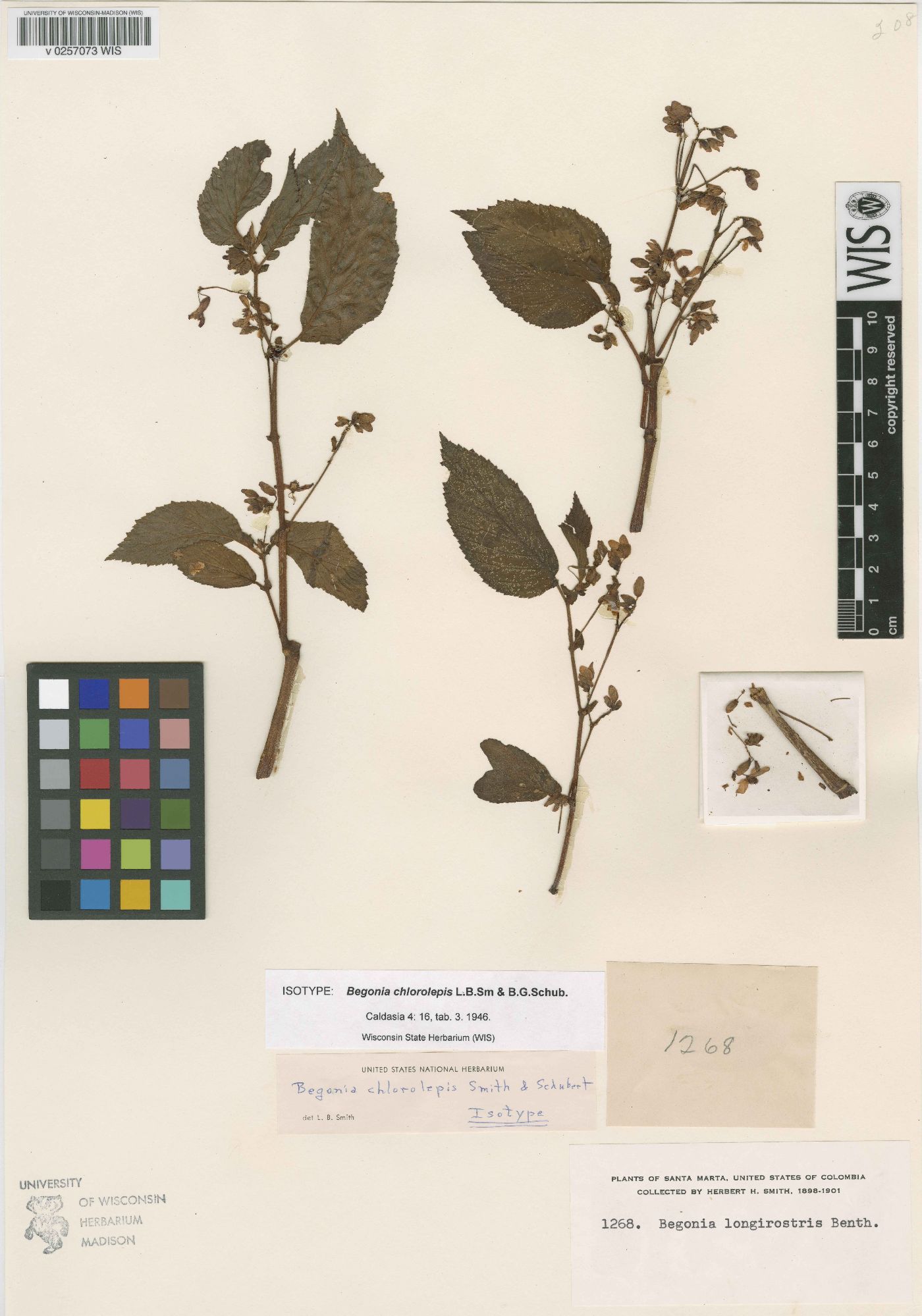 Begonia chlorolepis image