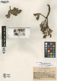 Image of Retrophyllum minus