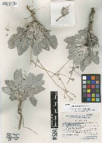 Parthenium rollinsianum image