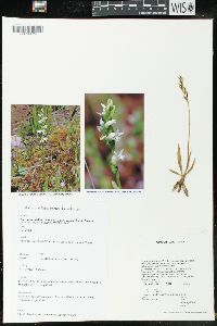 Spiranthes stellata image