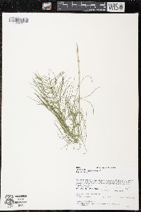 Equisetum sylvaticum image