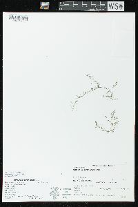 Utricularia geminiscapa image