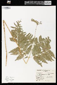 Pteridium aquilinum var. latiusculum image