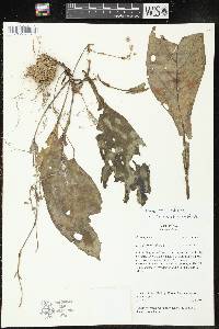 Media resource of Napeanthus robustus