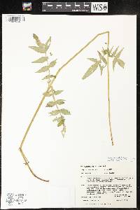 Valeriana uliginosa image