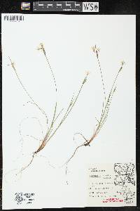 Sisyrinchium campestre image