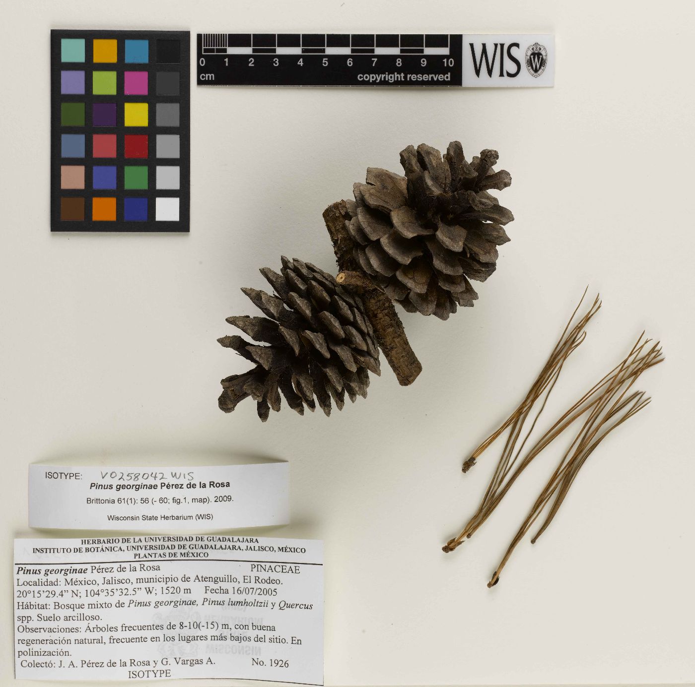 Pinus georginae image