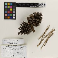 Pinus georginae image