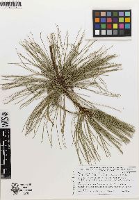 Image of Pinus georginae