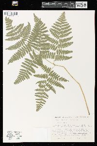 Pteridium aquilinum var. latiusculum image