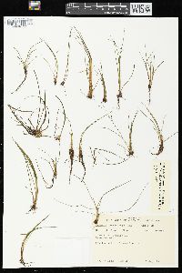 Isoëtes echinospora image