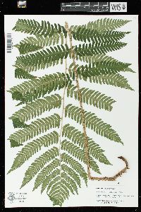 Dryopteris goldieana image