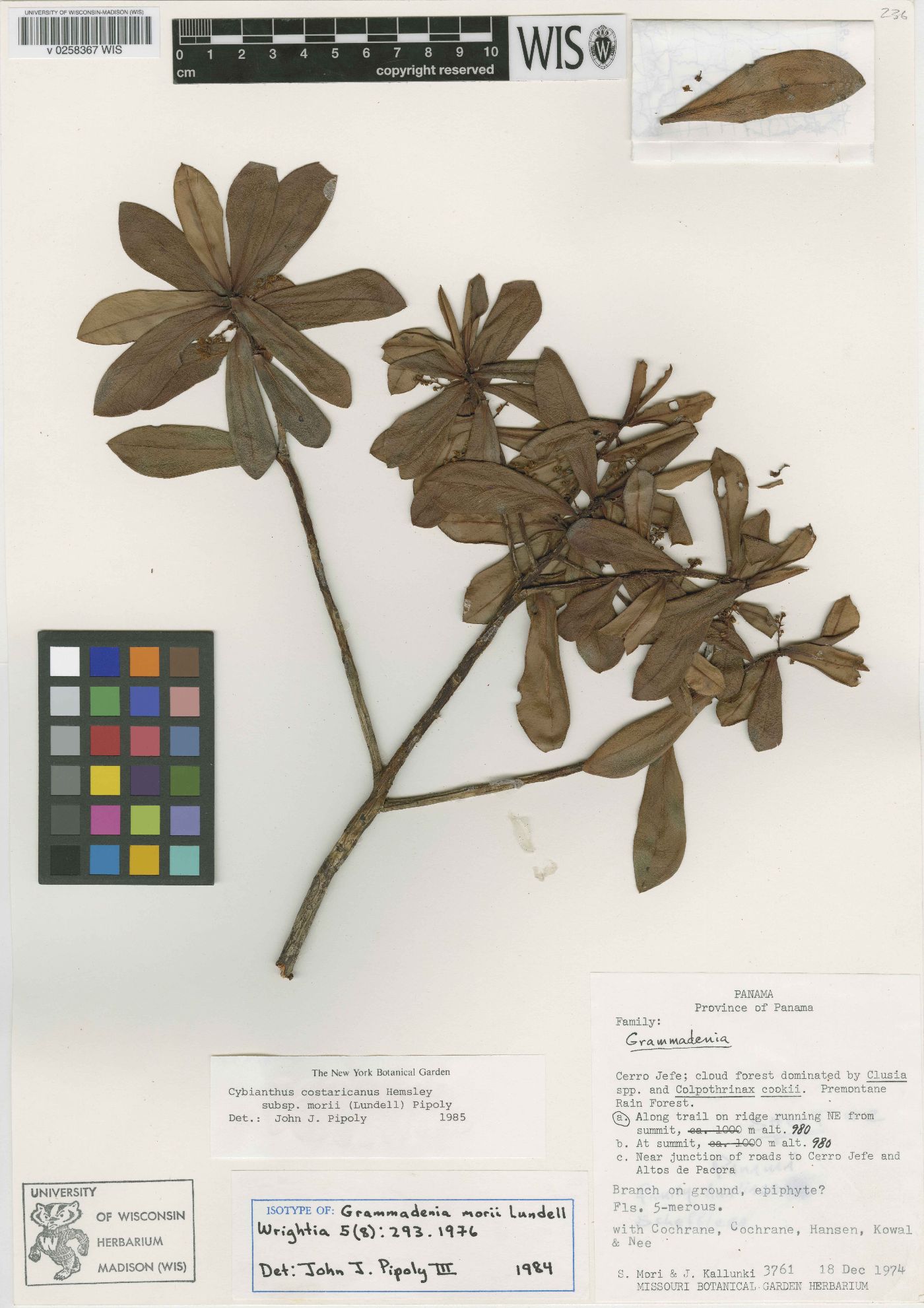 Cybianthus costaricanus subsp. morii image