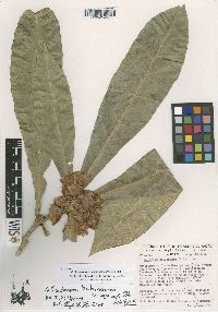 Media resource of Colicodendron bahianum
