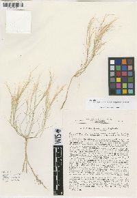 Image of Stipagrostis plumosa