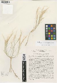 Stipagrostis plumosa image