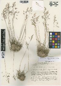 Image of Colpodium humile