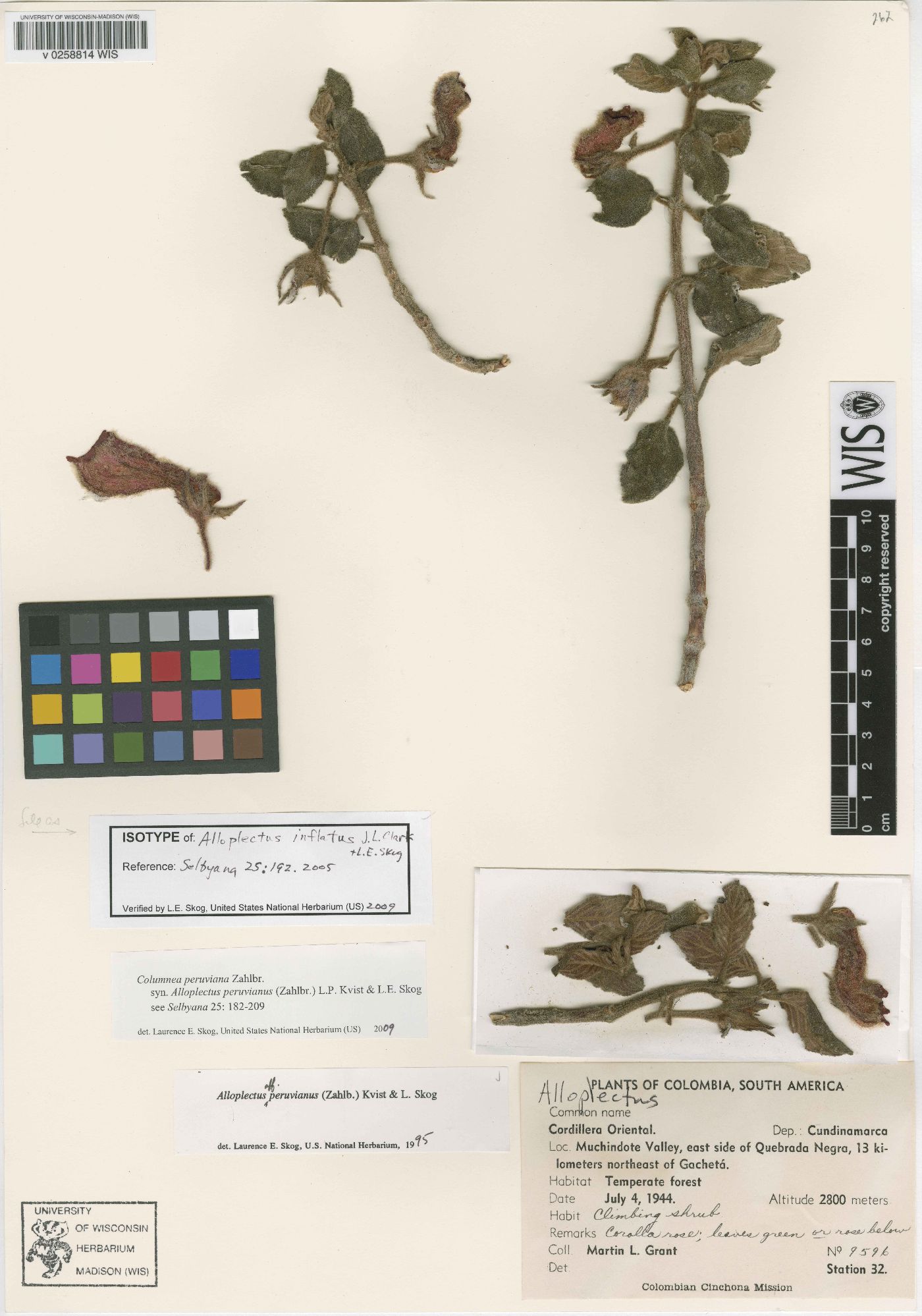 Columnea peruviana image