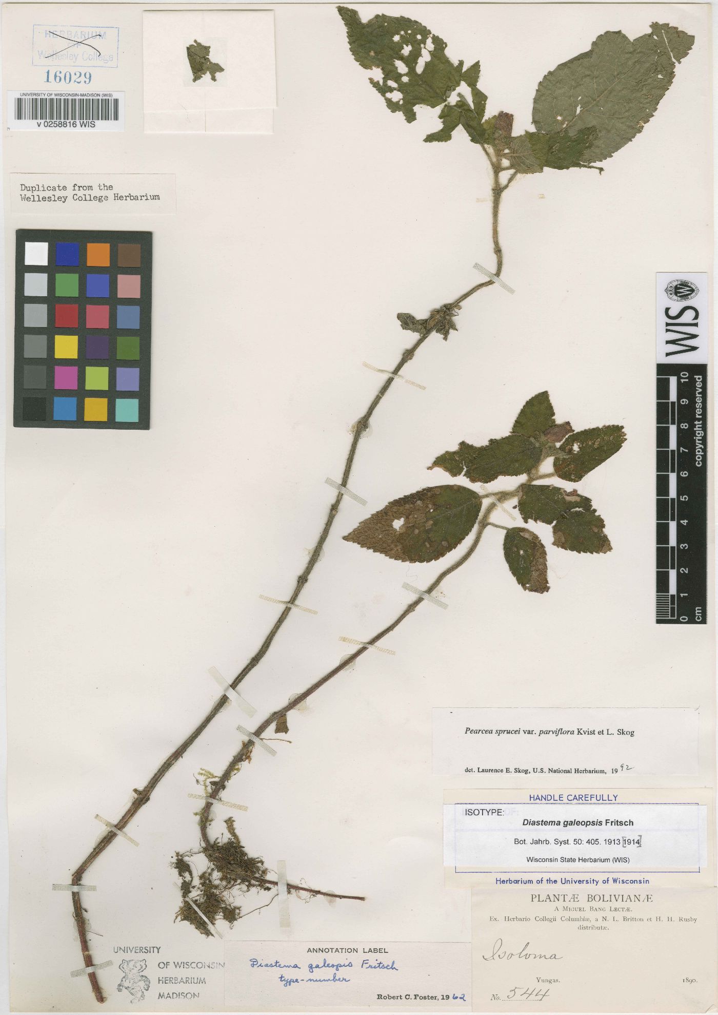 Pearcea sprucei var. parviflora image