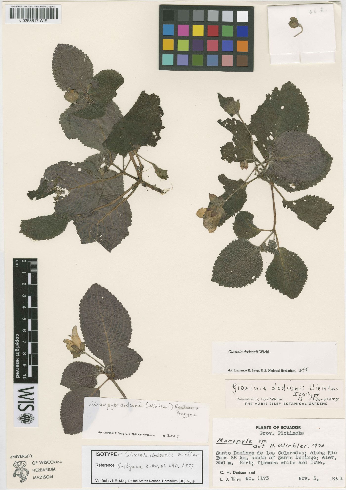 Nomopyle dodsonii image
