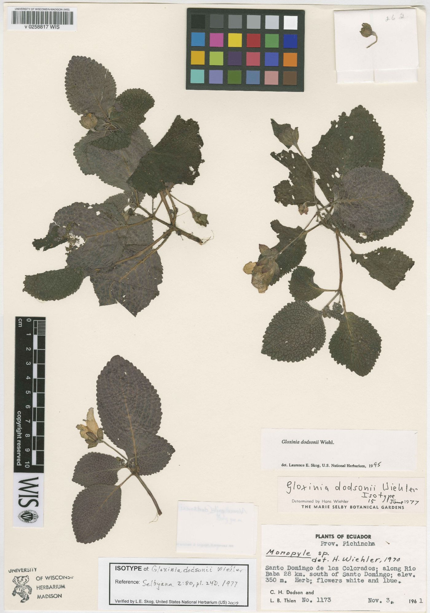 Nomopyle dodsonii image