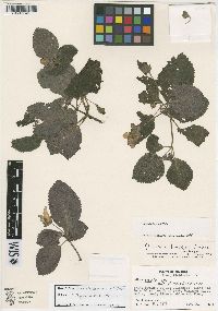 Nomopyle dodsonii image