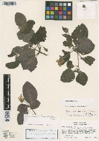 Nomopyle dodsonii image