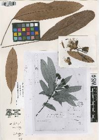 Capparidastrum discolor image